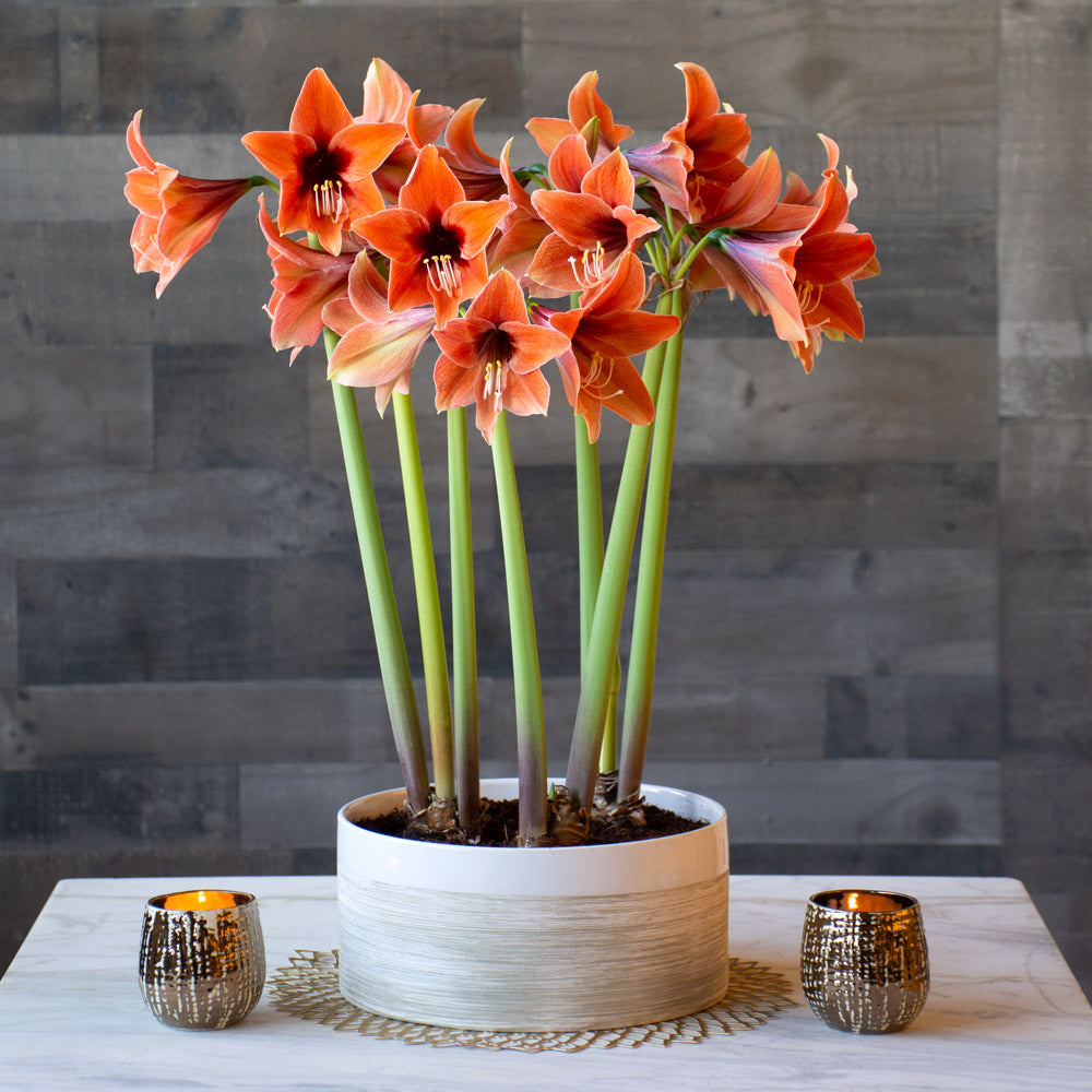 Amaryllis 'Terra Mystica'
