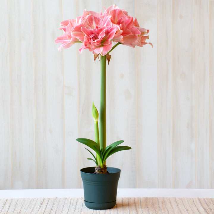 Amaryllis 'Lovely Nymph,' one bulb in nursery pot