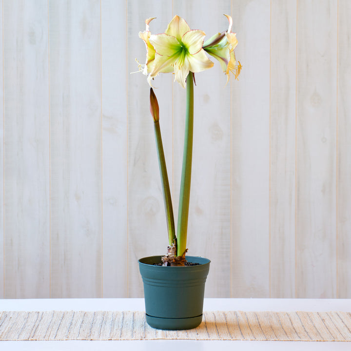 Amaryllis 'Lemon Cream,' one bulb in nursery pot