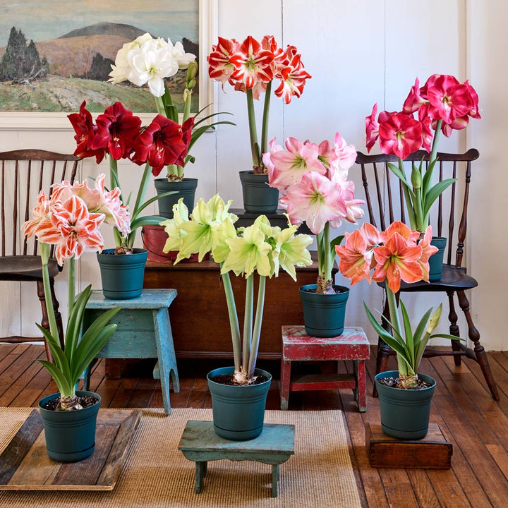 Connoisseur's Amaryllis Collection: 8 bulbs in green nursery pots