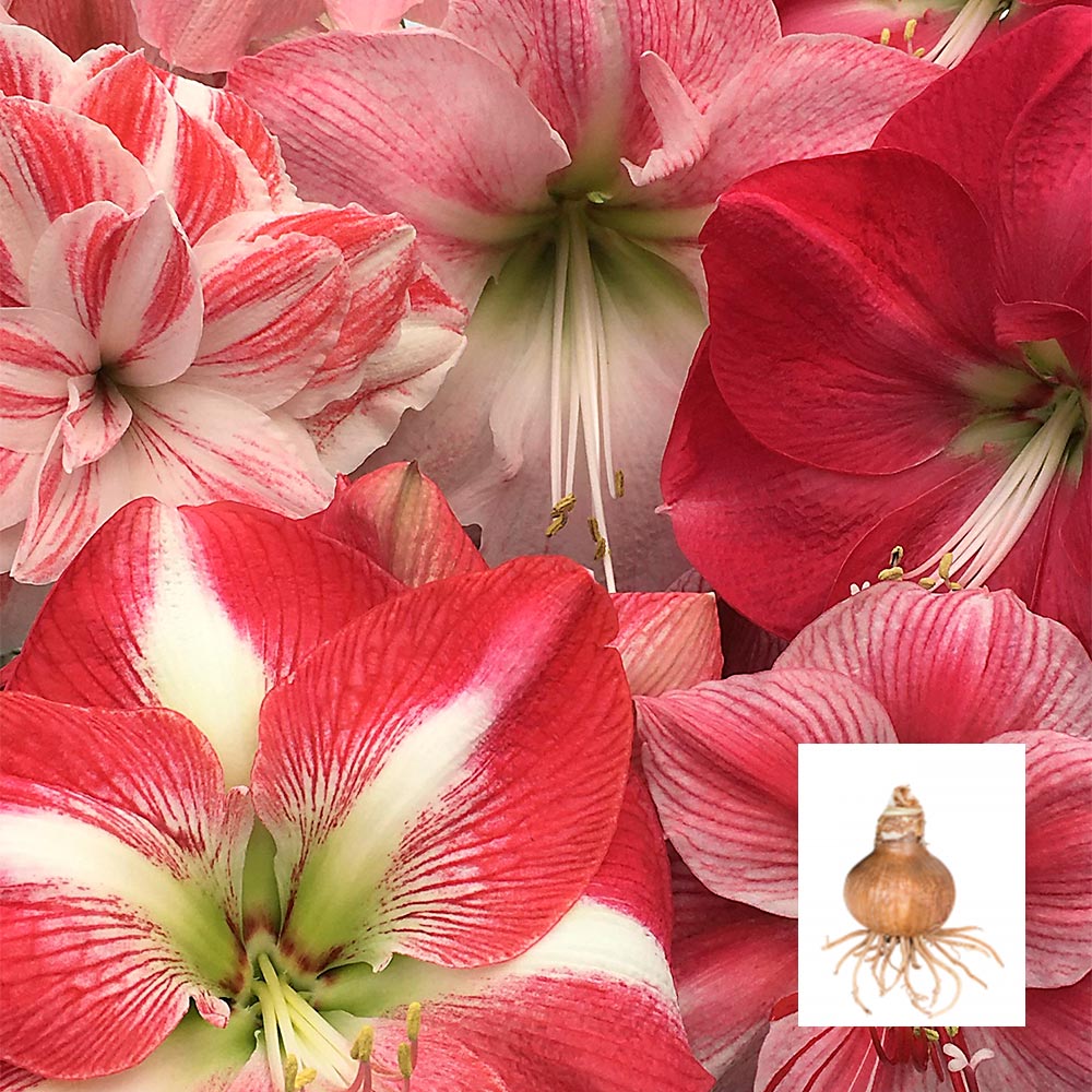 Amaryllis Candyland Pink Trio, 3 bulbs in linen bags