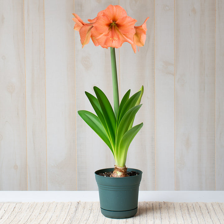 Amaryllis 'Rilona,' one bulb in nursery pot