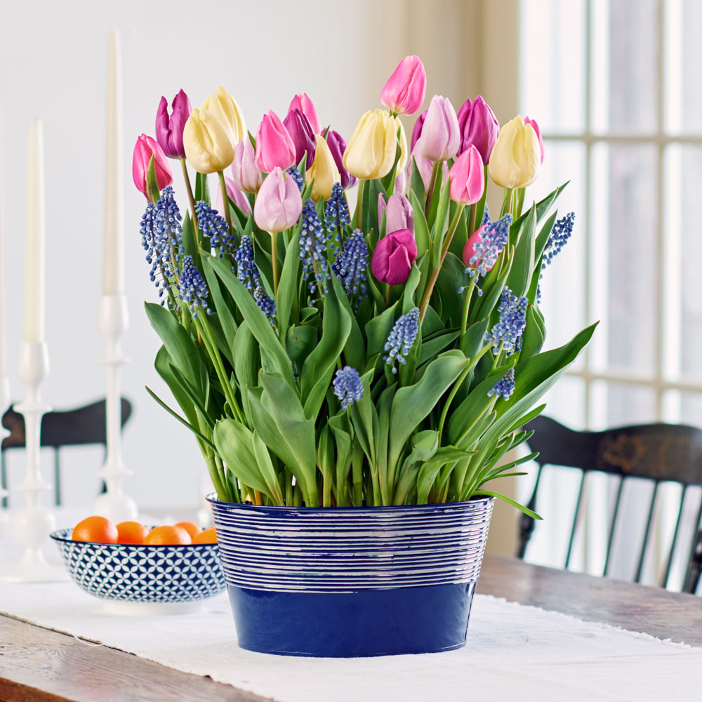 Princely Pageant Bulb Garden in large metal cachepot