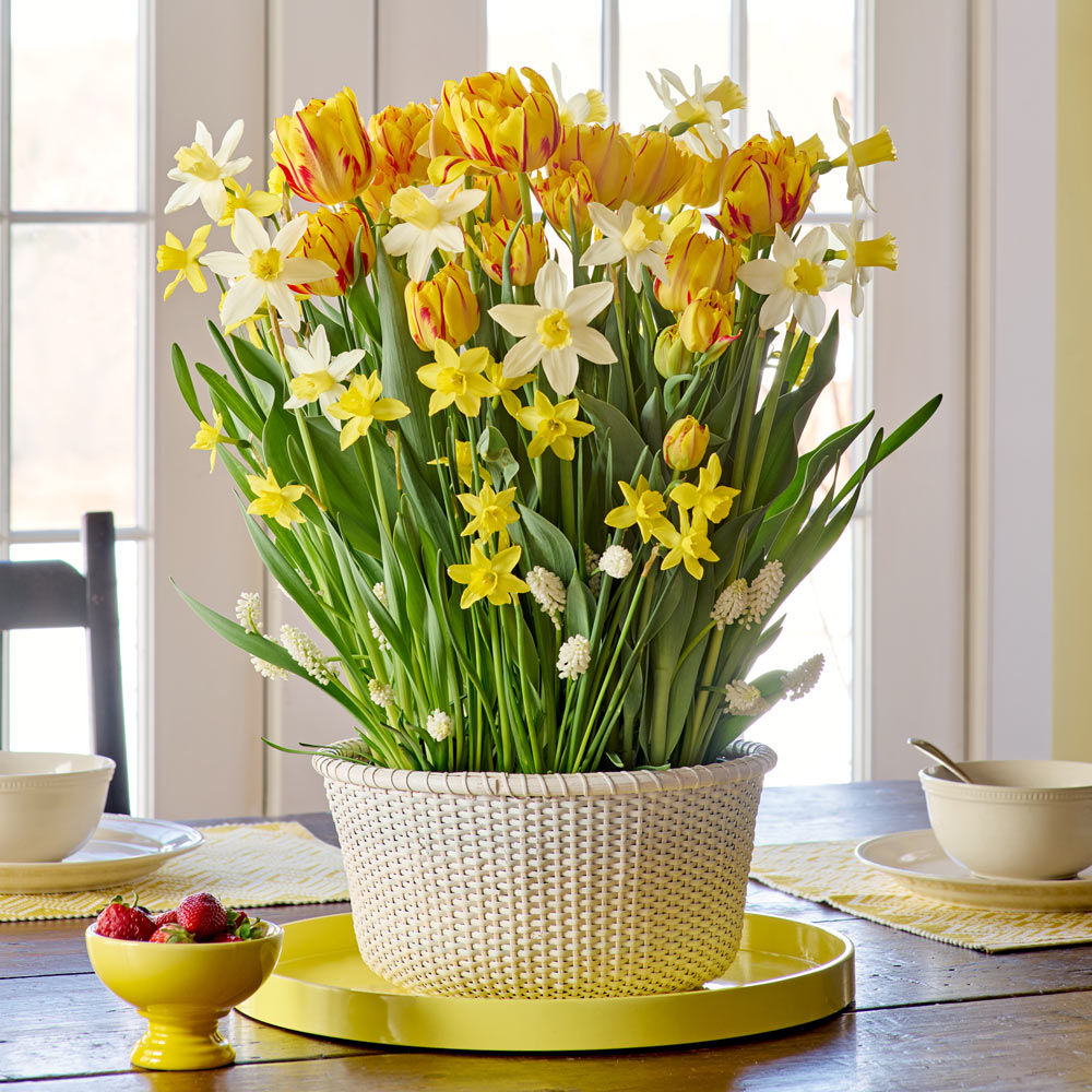Lemon Twist Bulb Garden in large white Nantucket basket