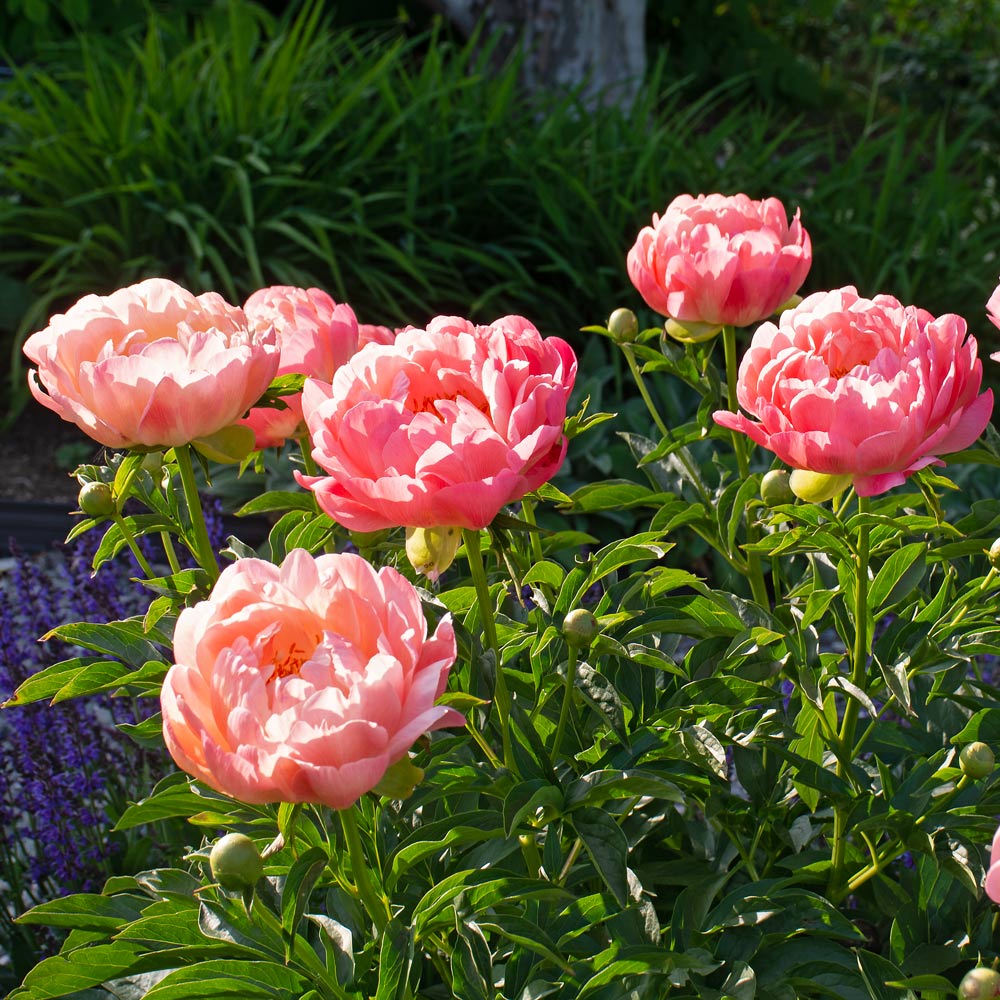 Peony 'Coral Sunset'