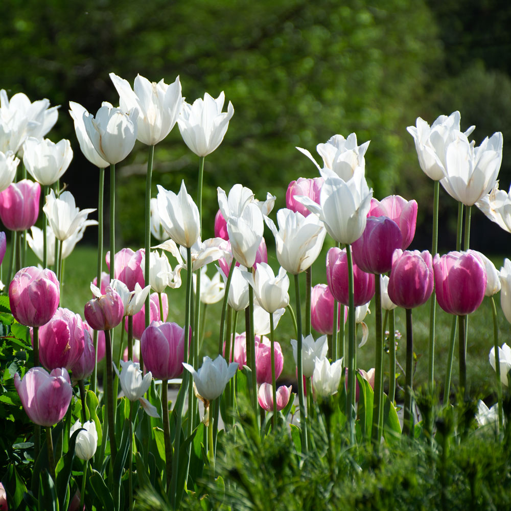 White Ribbons Tulip Duo
