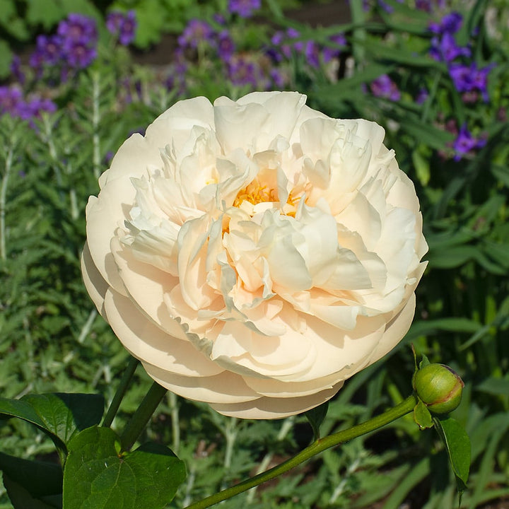Peony 'Pastelegance'