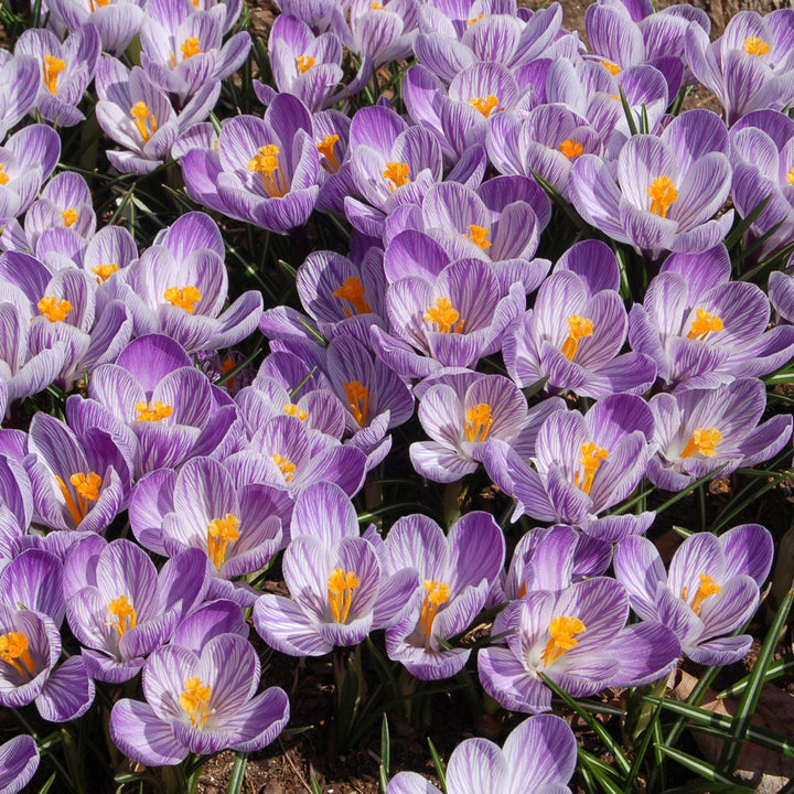 Crocus vernus 'Pickwick'