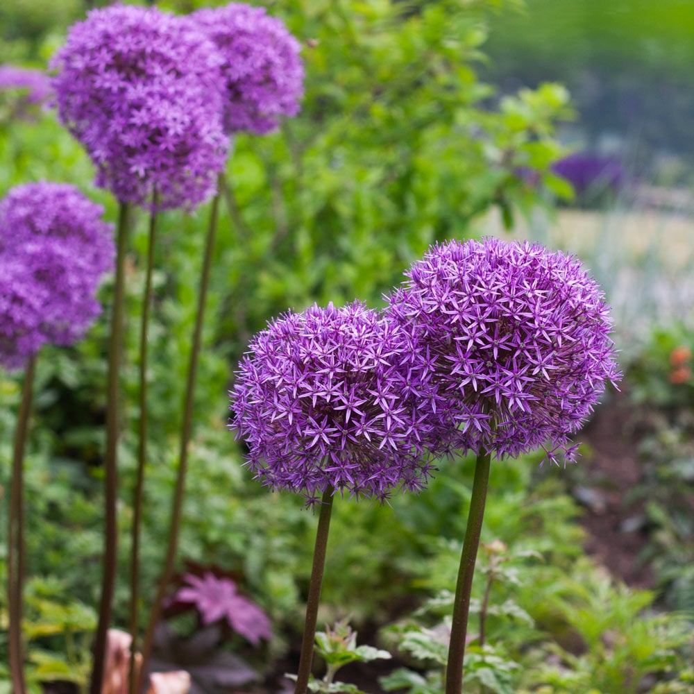 Allium 'Globemaster'