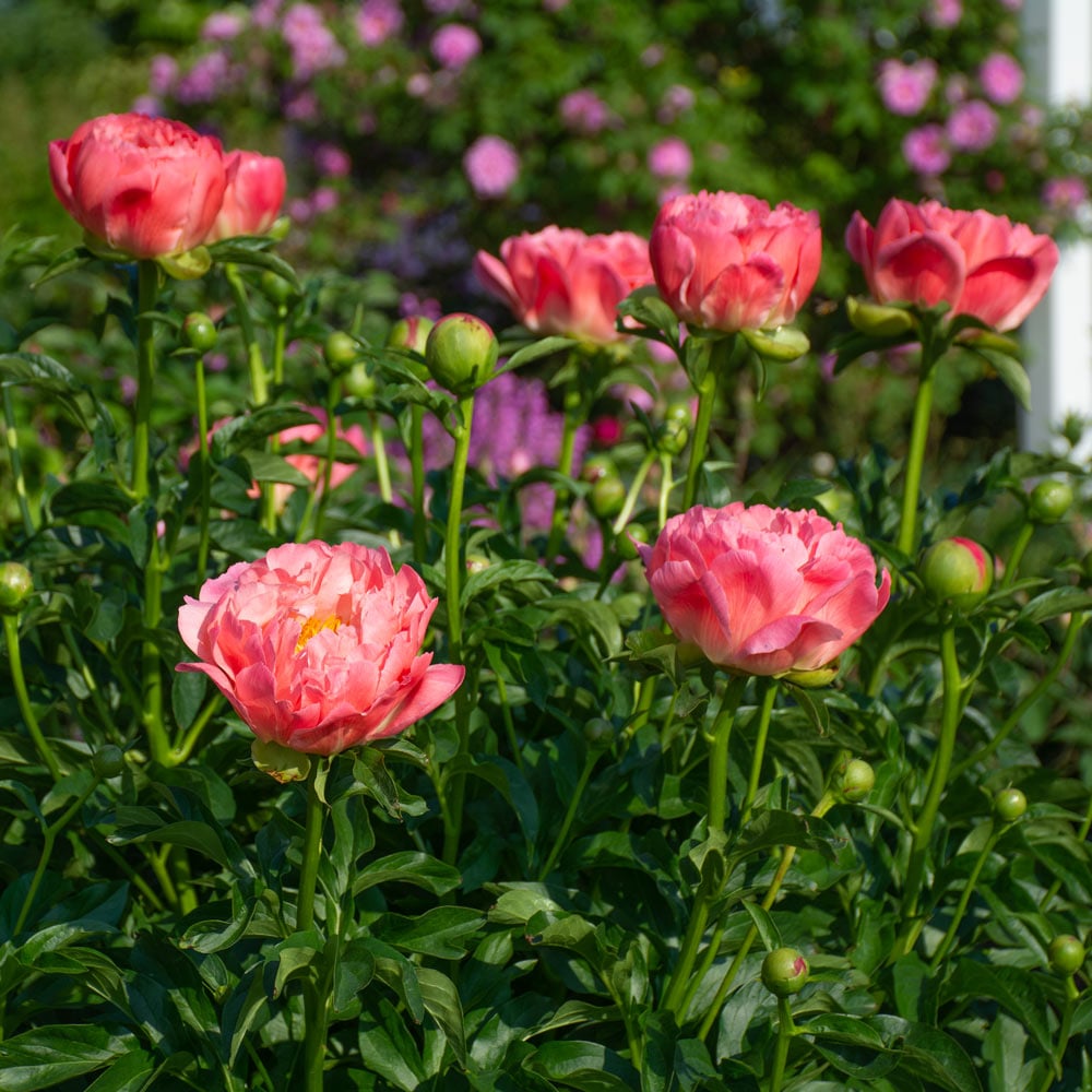 Peony 'Coral Charm'
