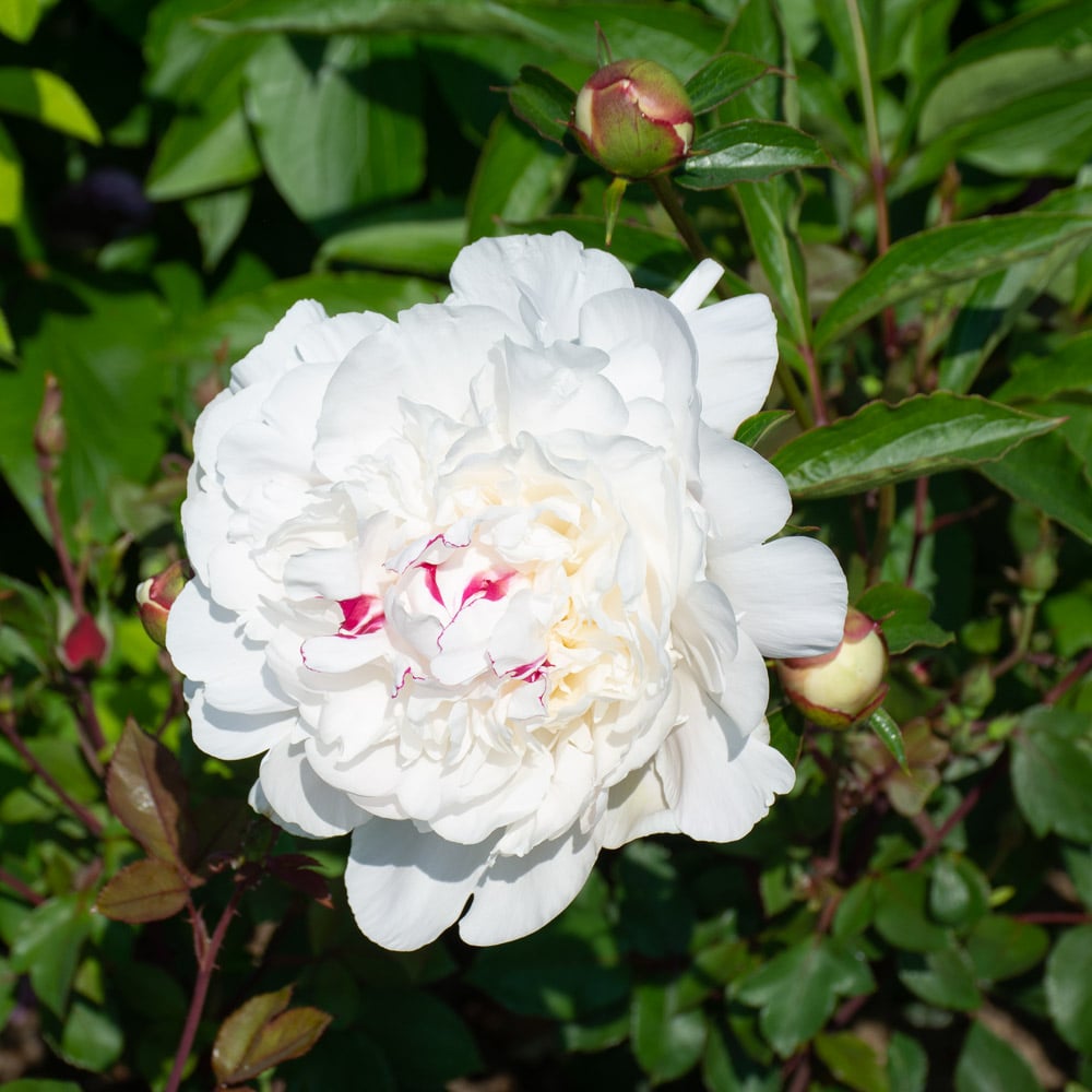 Peony 'Festiva Maxima'
