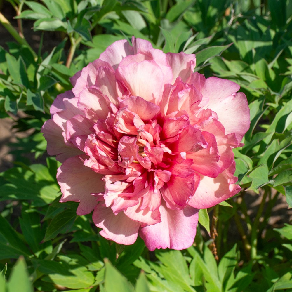 Itoh Peony 'Hillary'