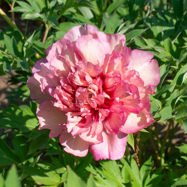 Itoh Peony 'Hillary'