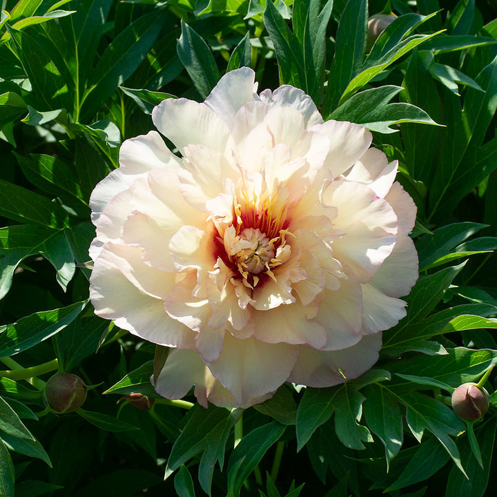 Itoh Peony 'Scrumdidleyumptious'