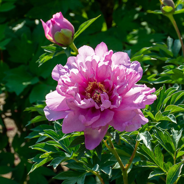 Itoh Peony 'Morning Lilac'