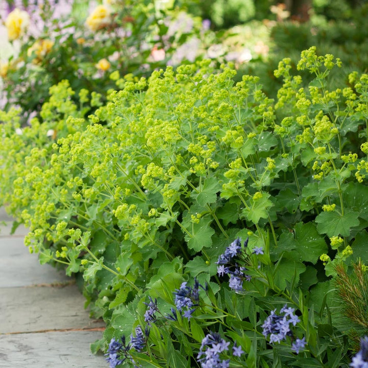 Alchemilla mollis