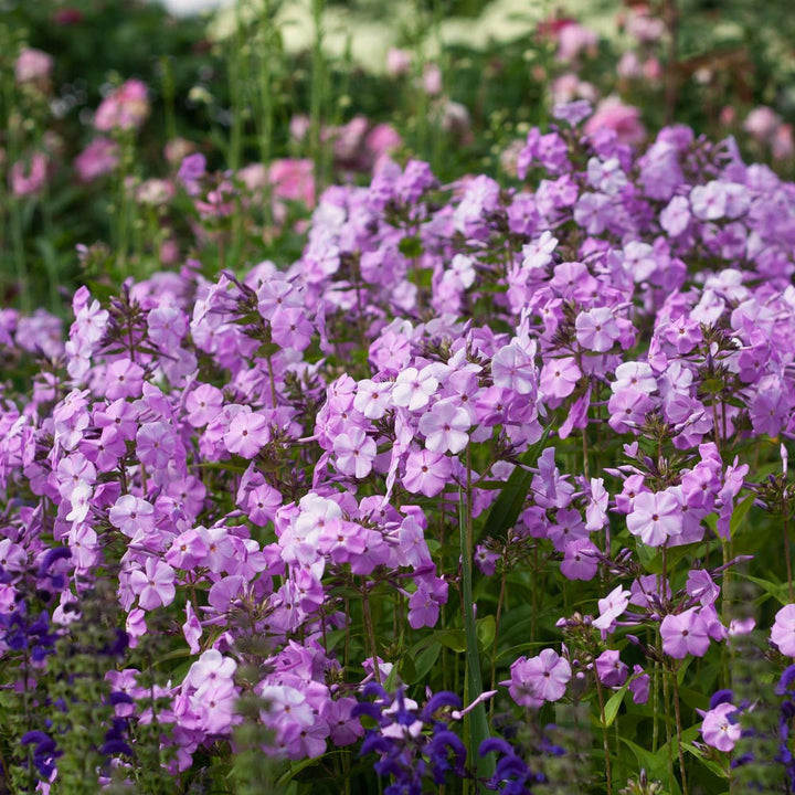 Phlox 'Fashionably Early Princess'