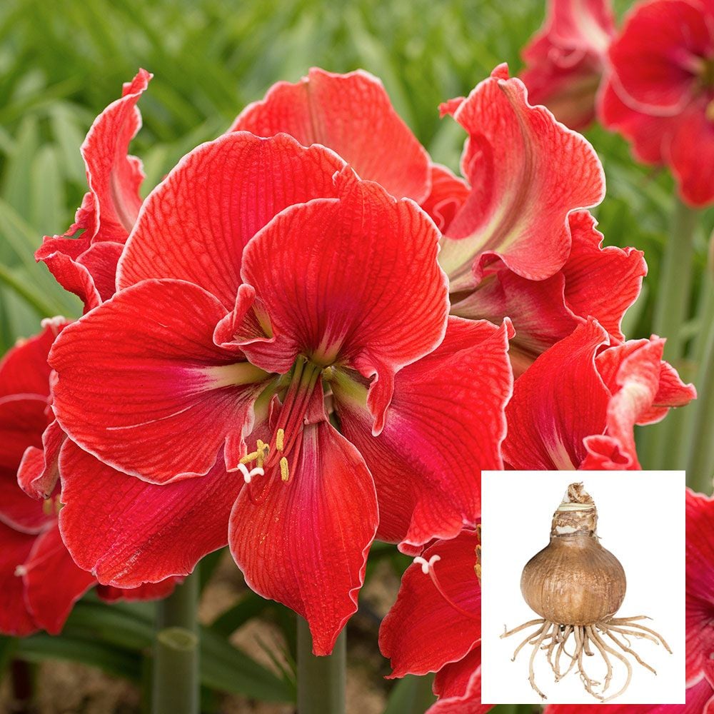 Amaryllis 'Magical Touch,' one bulb in linen bag
