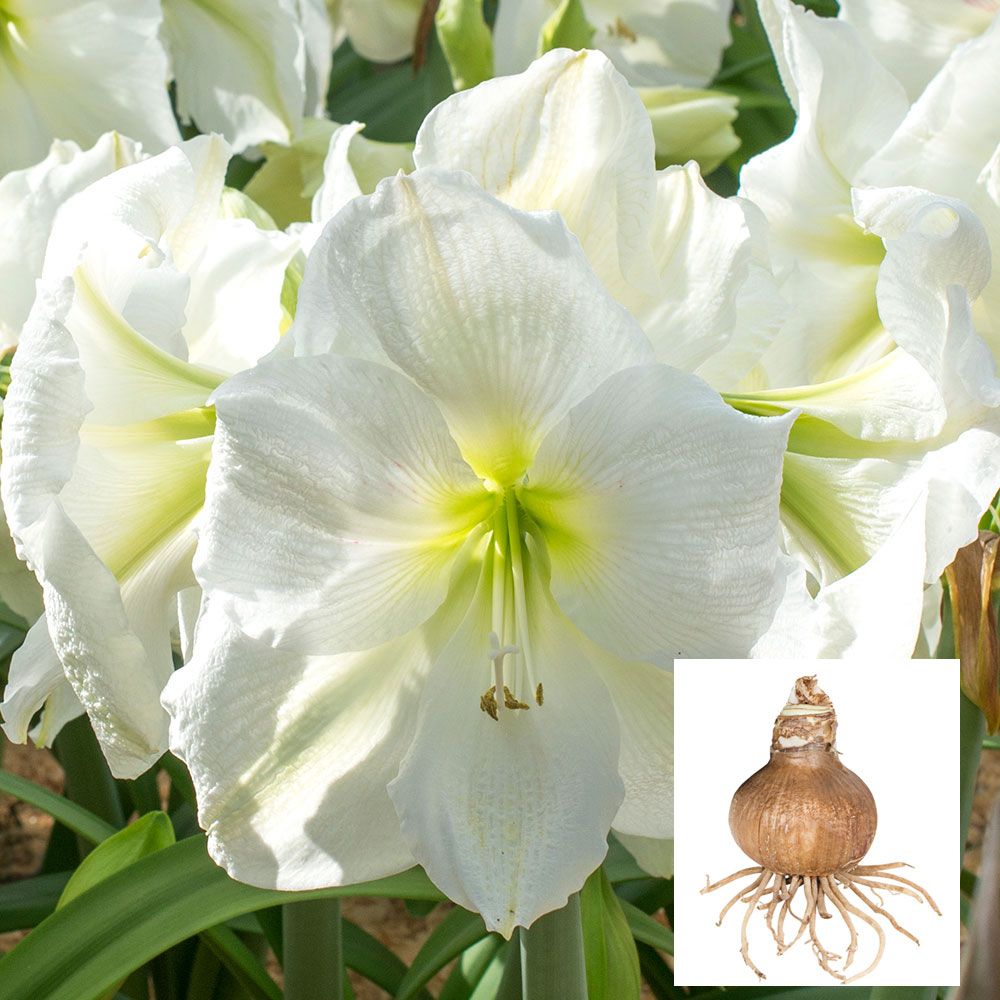 Amaryllis 'Moscow,' one bulb in linen bag