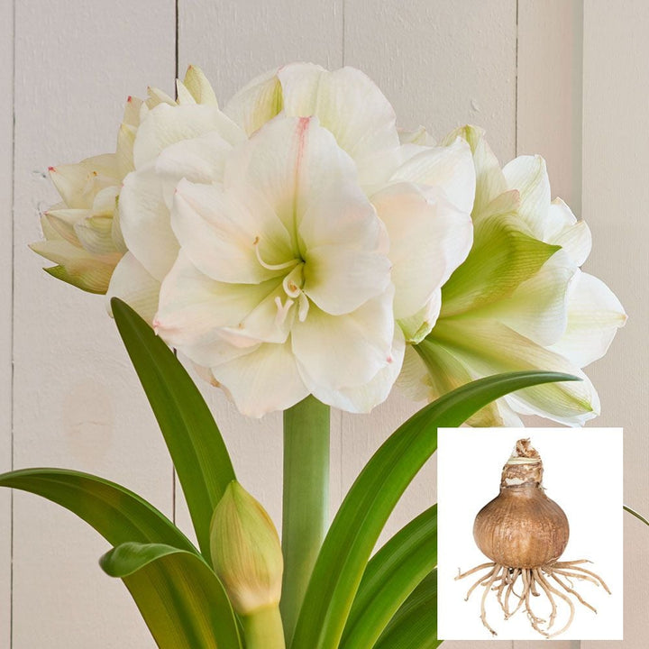 Amaryllis 'White Amadeus,' one bulb in linen bag