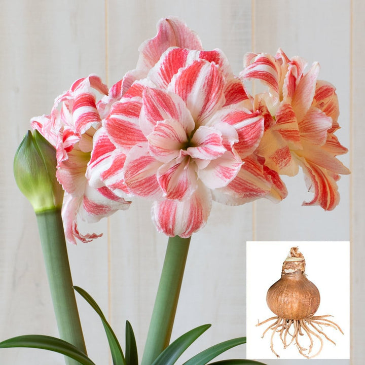 Amaryllis 'Amazing Belle,' one bulb in linen bag