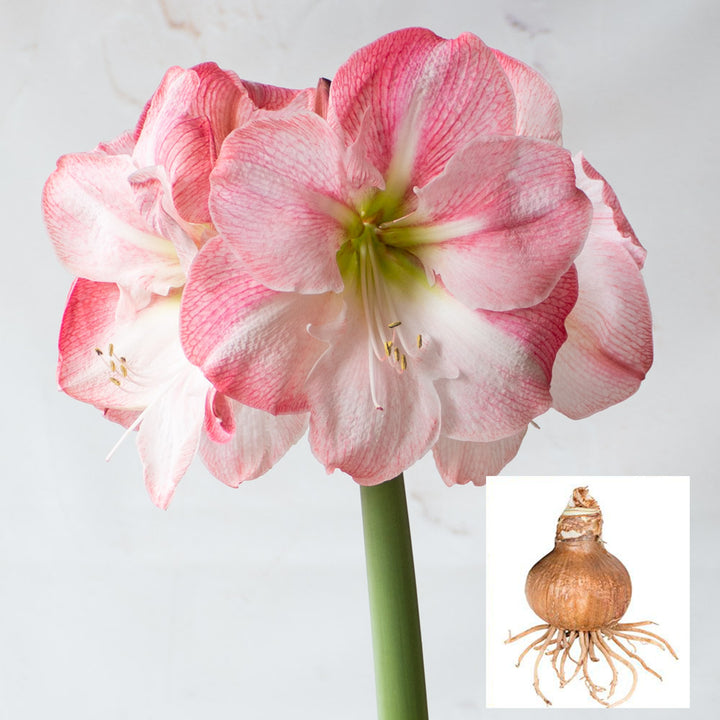 Amaryllis 'Blossom Grandise,' one bulb in linen bag