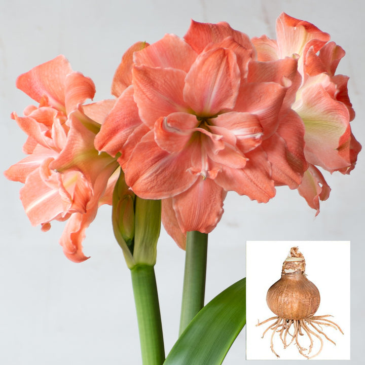 Amaryllis 'Flamingo Amadeus,' one bulb in linen bag