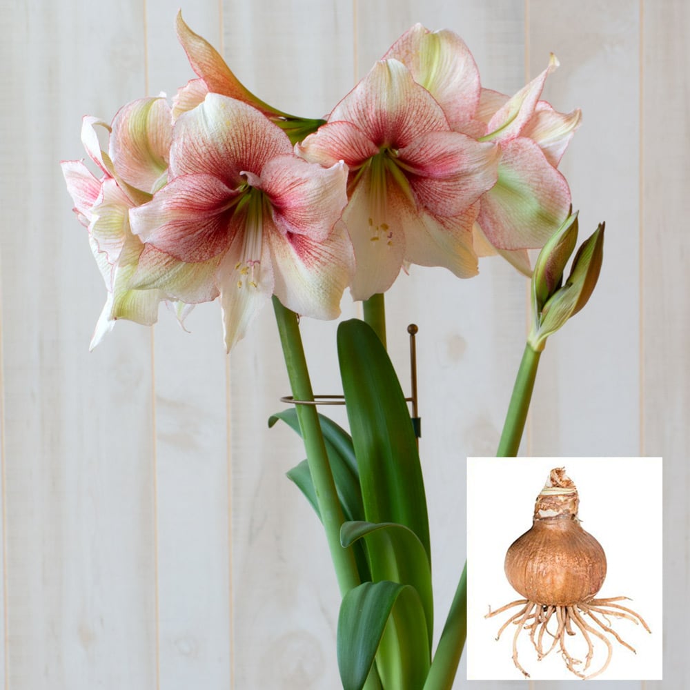 Amaryllis 'Grandise Fantasy,' one bulb in linen bag
