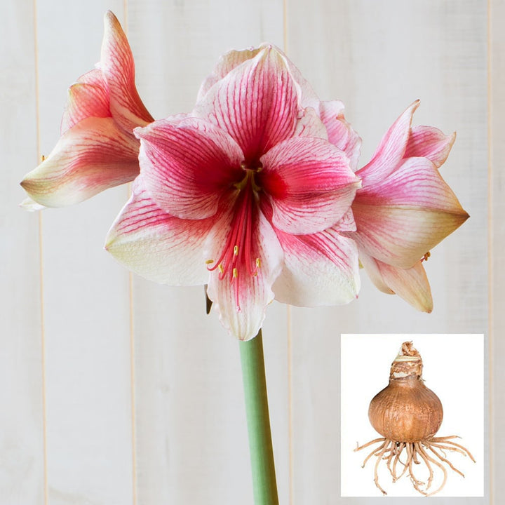 Amaryllis 'Pink Beauty,' one bulb in linen bag