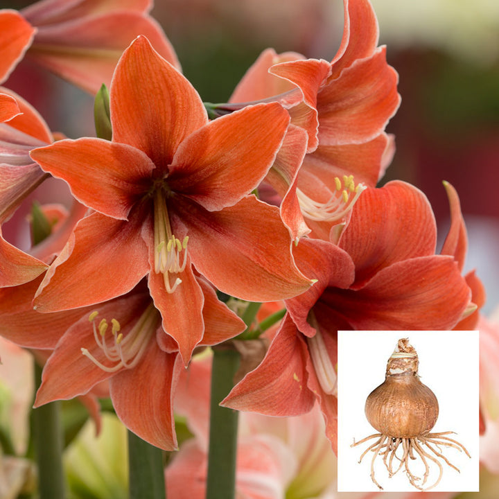 Amaryllis 'Terra Mystica,' one bulb in linen bag