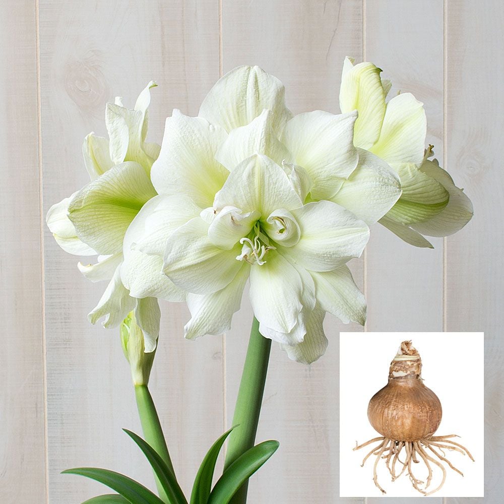 Amaryllis 'Marilyn,' one bulb in linen bag