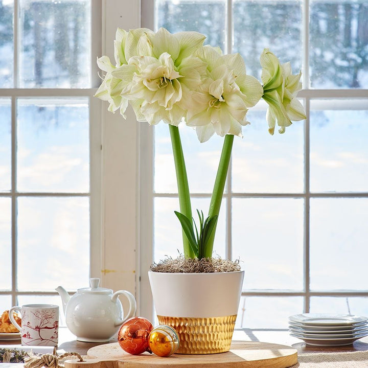 Amaryllis 'Marilyn,' one bulb in ceramic cachepot