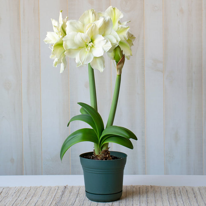 Amaryllis 'Marilyn,' one bulb in nursery pot