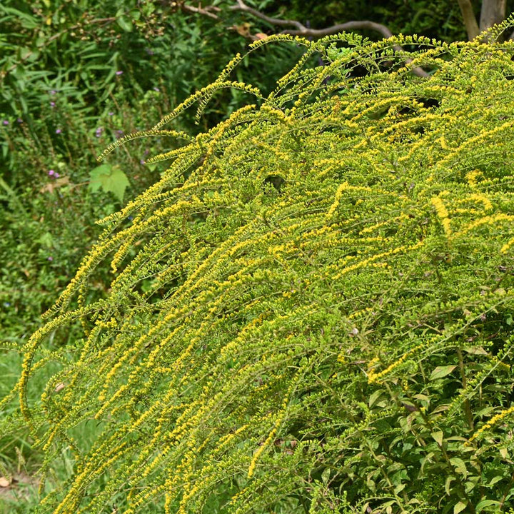 Solidago rugosa 'Fireworks'