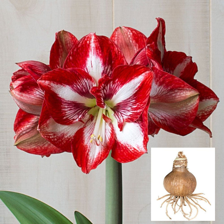 Amaryllis 'Pierrot,' one bulb in linen bag