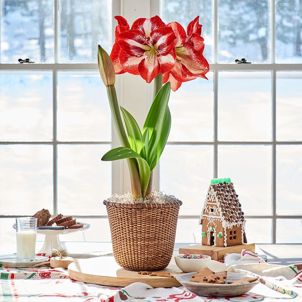 Amaryllis 'Pierrot,' one bulb in Nantucket basket