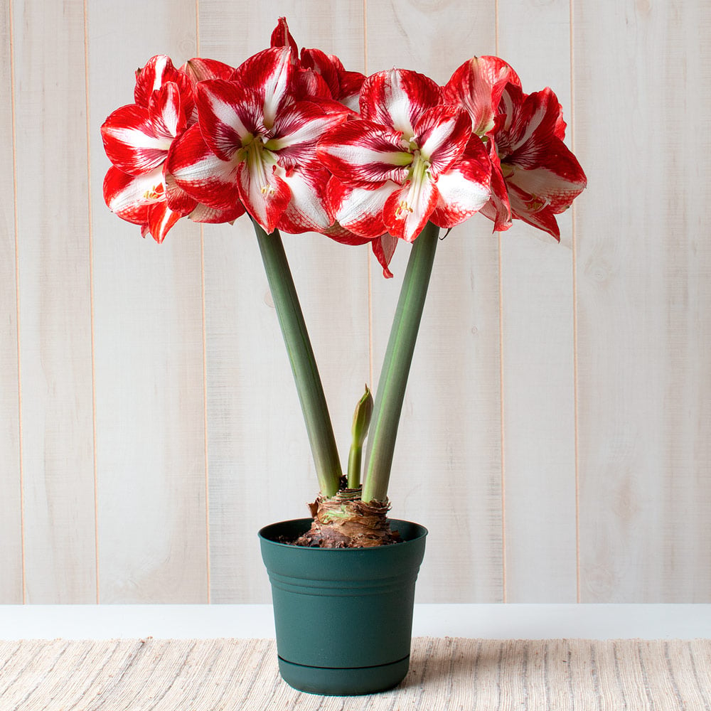 Amaryllis 'Pierrot,' one bulb in nursery pot