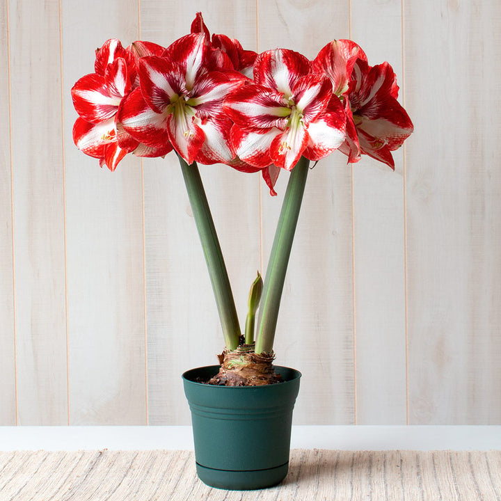 Amaryllis 'Pierrot,' one bulb in nursery pot