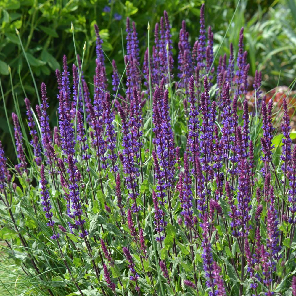 Salvia nemorosa 'Caradonna'
