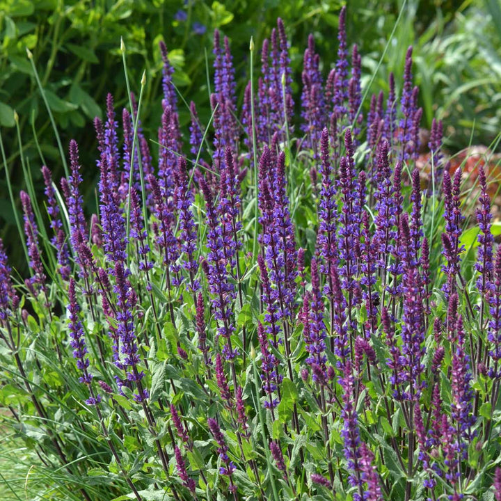 Salvia nemorosa 'Caradonna'