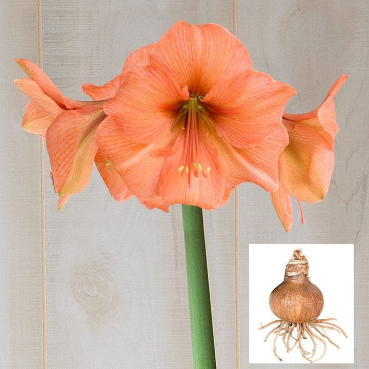 Amaryllis 'Rilona,' one bulb in linen bag