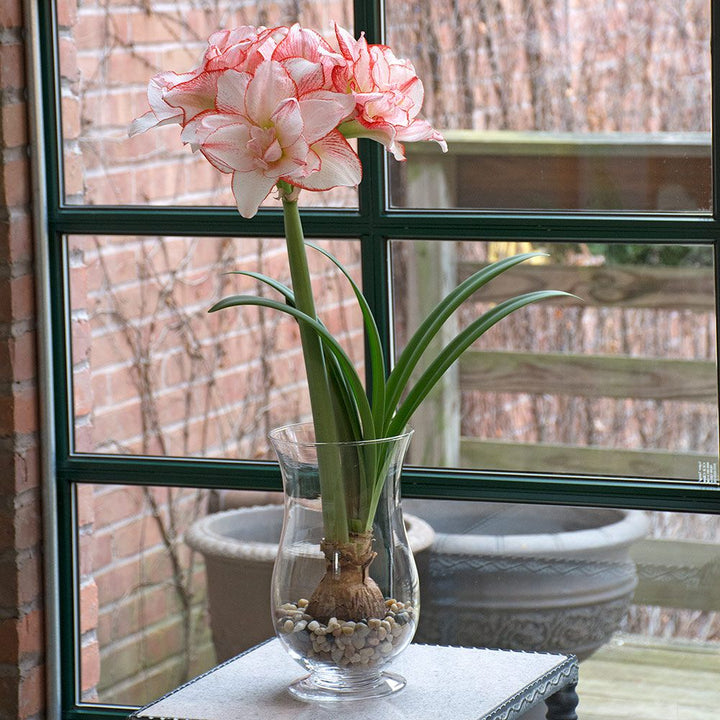 Amaryllis 'Striped Amadeus,' one bulb with hurricane vase kit