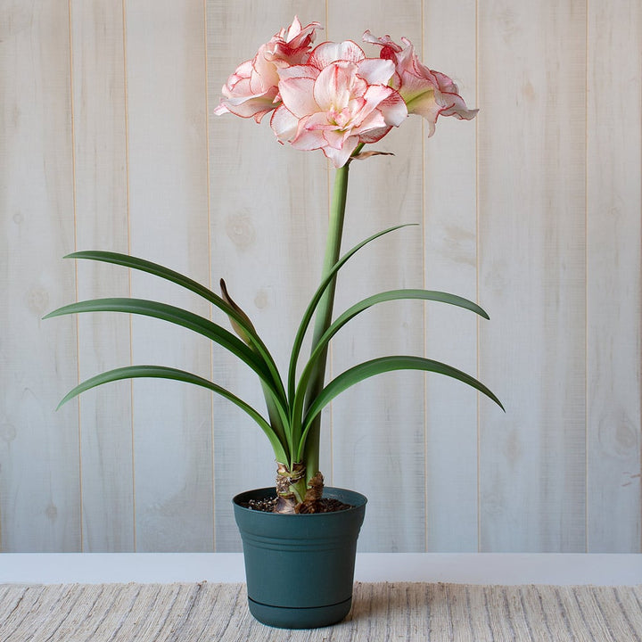 Amaryllis 'Striped Amadeus,' one bulb in nursery pot