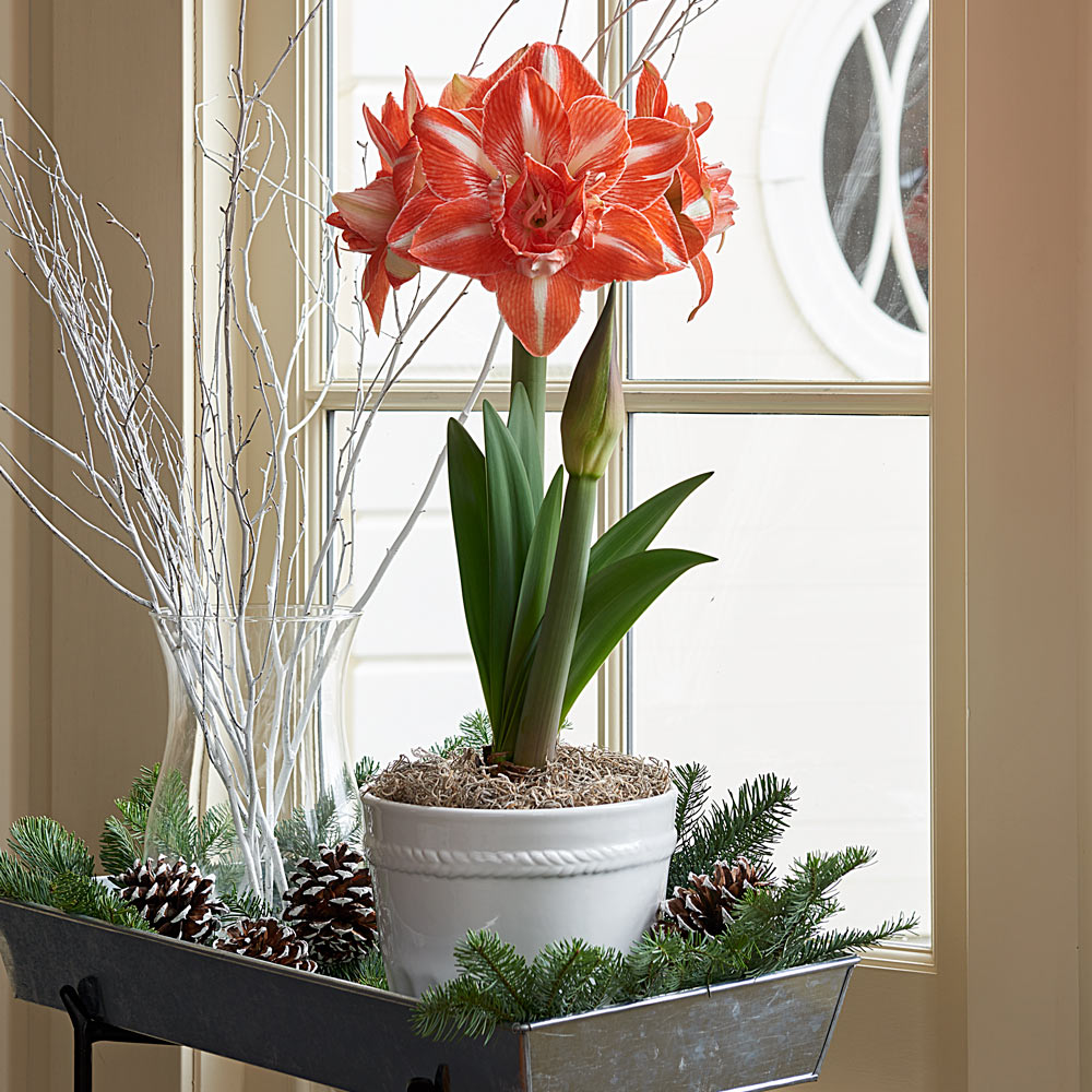 Amaryllis 'Sunshine Nymph,' one bulb in white ceramic cachepot