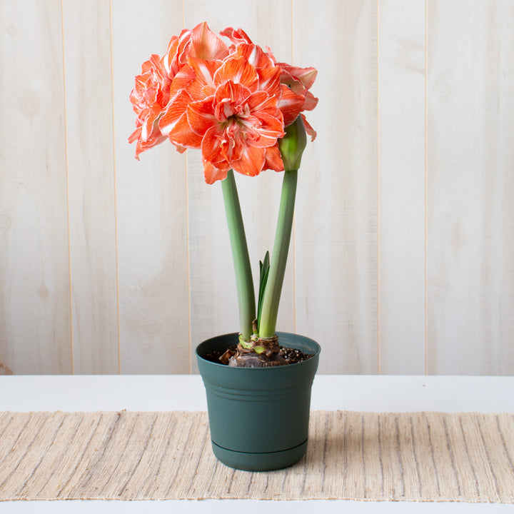 Amaryllis 'Sunshine Nymph,' one bulb in nursery pot