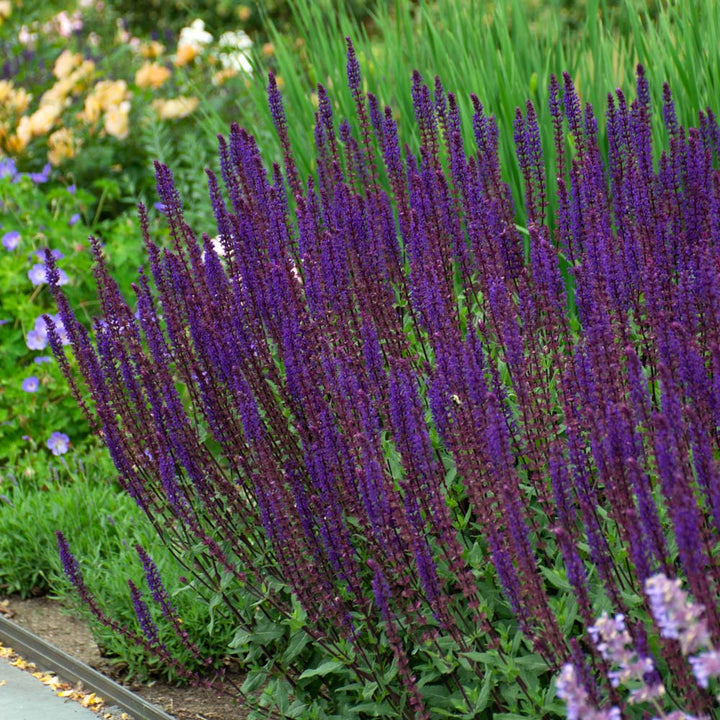 Salvia nemorosa 'Caradonna'