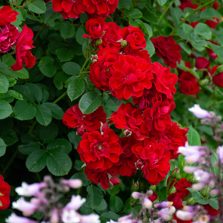 Rose Cherry Frost™
