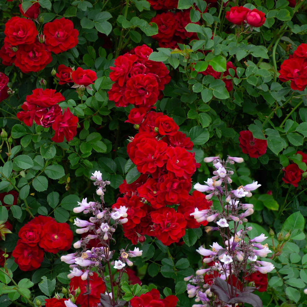 Rose Cherry Frost™