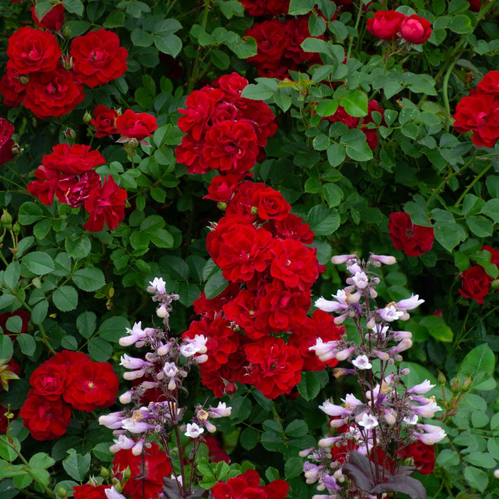 Rose Cherry Frost™