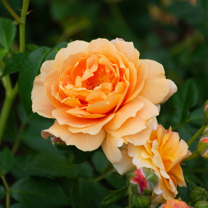 Rose At Last®